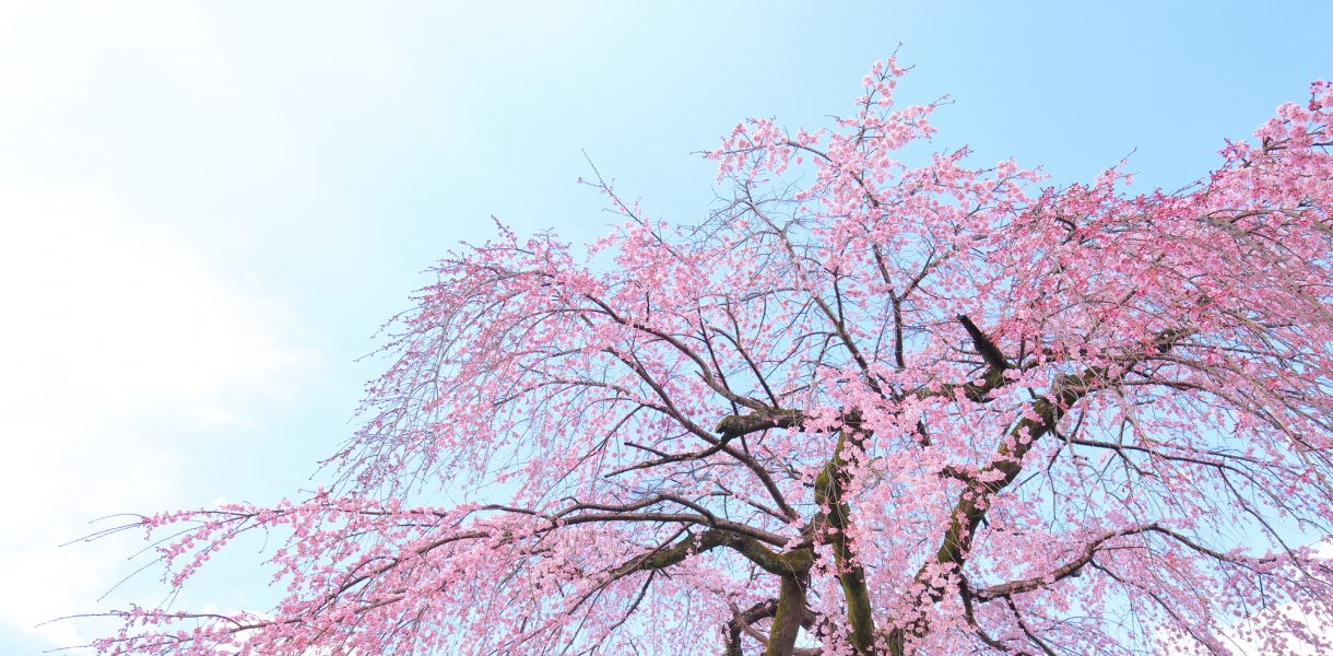 醍醐寺の桜