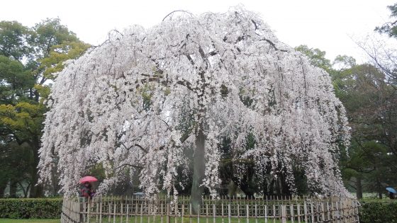 京都御苑 京都御苑