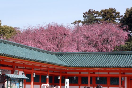 平安神宮 平安神宮