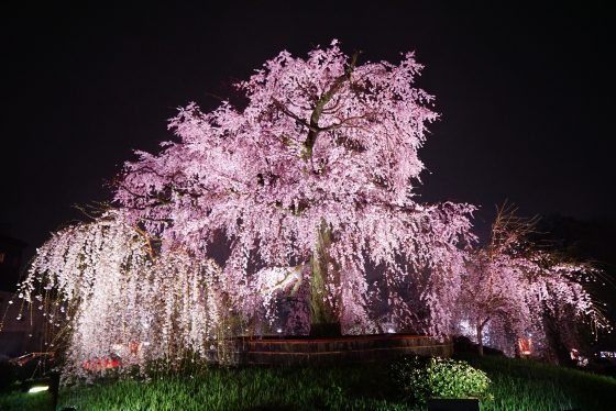 円山公園 円山公園