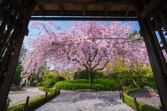 妙心寺退蔵院 妙心寺退蔵院