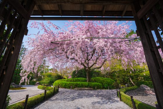 妙心寺退蔵院